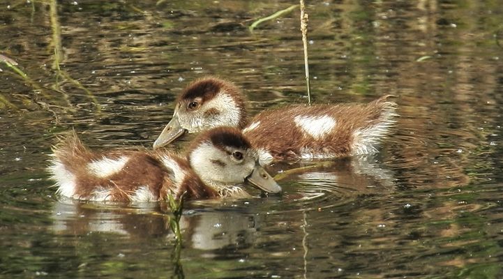 Ernie & Bert auf großer Tour !!!