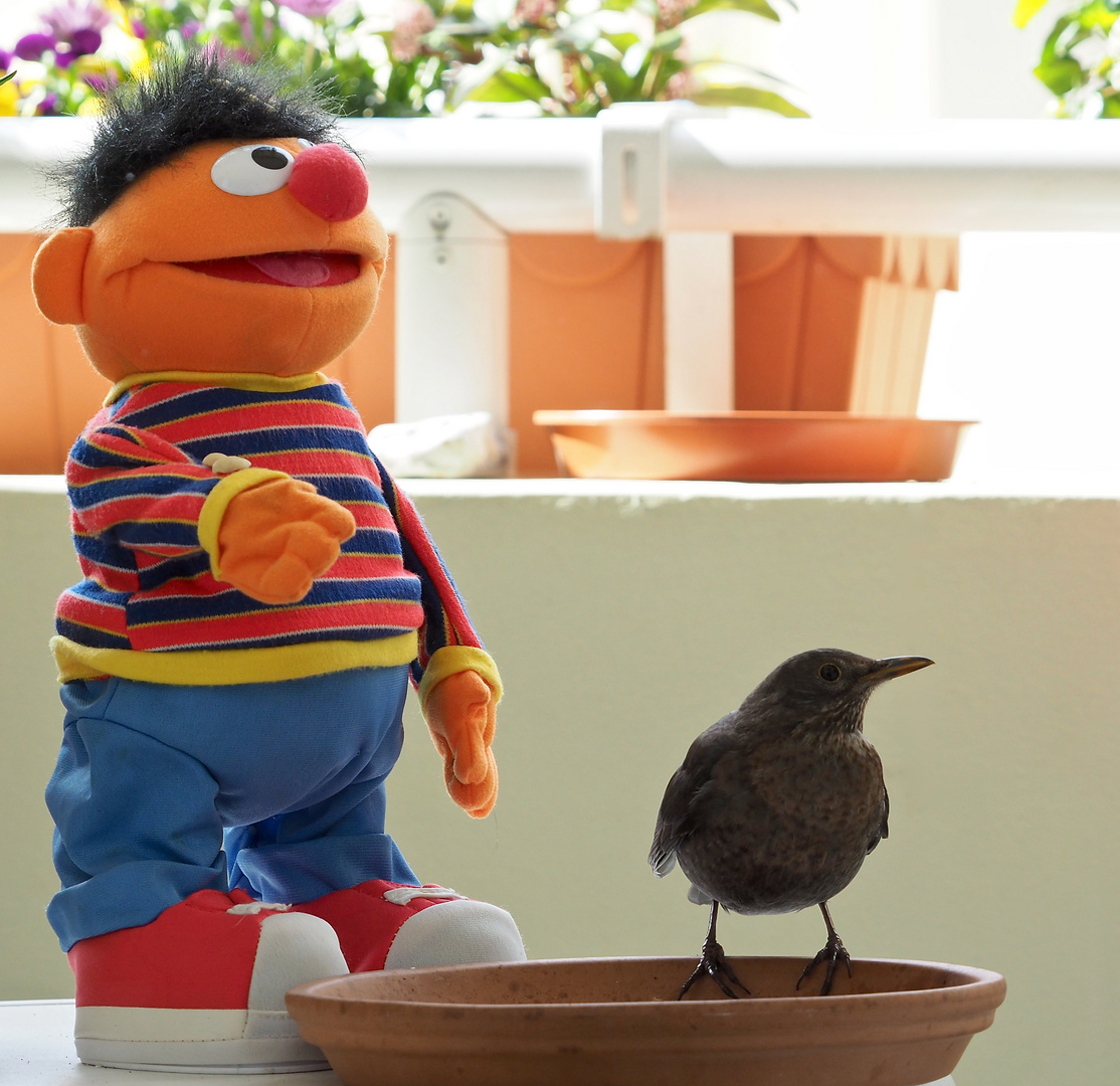 Ernie, der Vogelfreund...