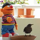 Ernie, der Vogelfreund...
