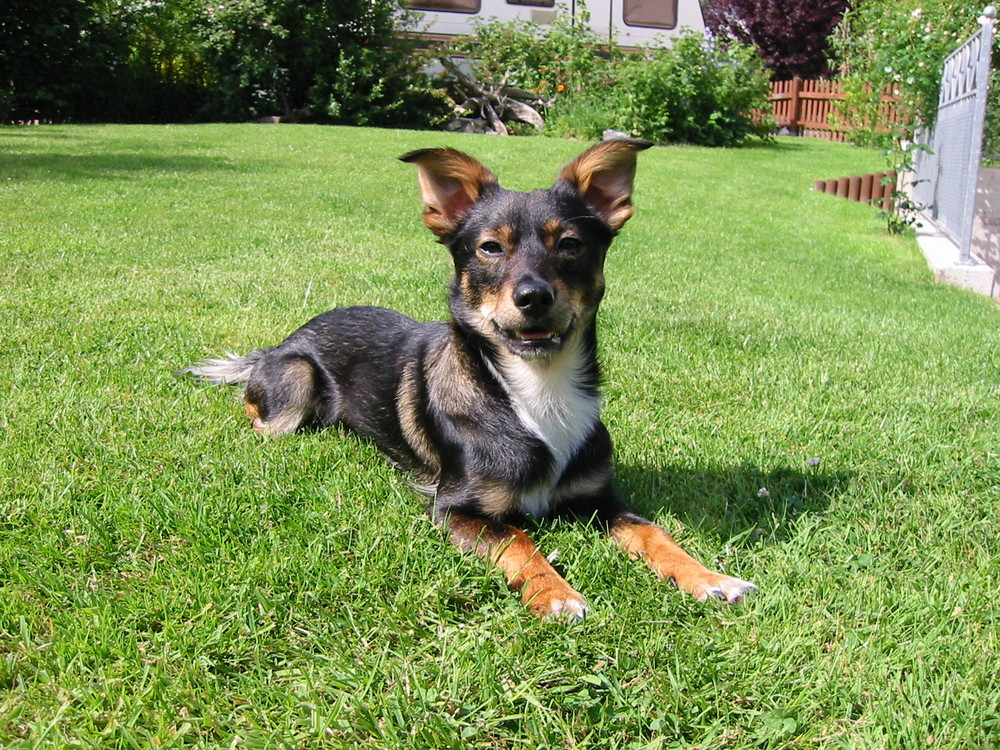 Ernie im Garten