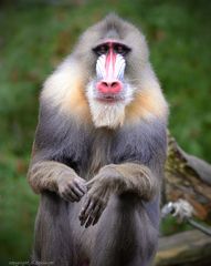 Ernst der Mandrill