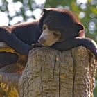 Ernst im Berliner Zoo - Superbequem!