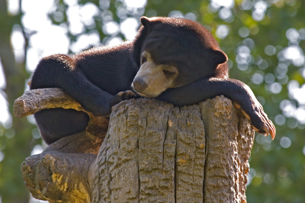 Ernst im Berliner Zoo - Superbequem!