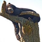 Ernst schläft auf seinem Baum - Malaienbär im Berliner Zoo