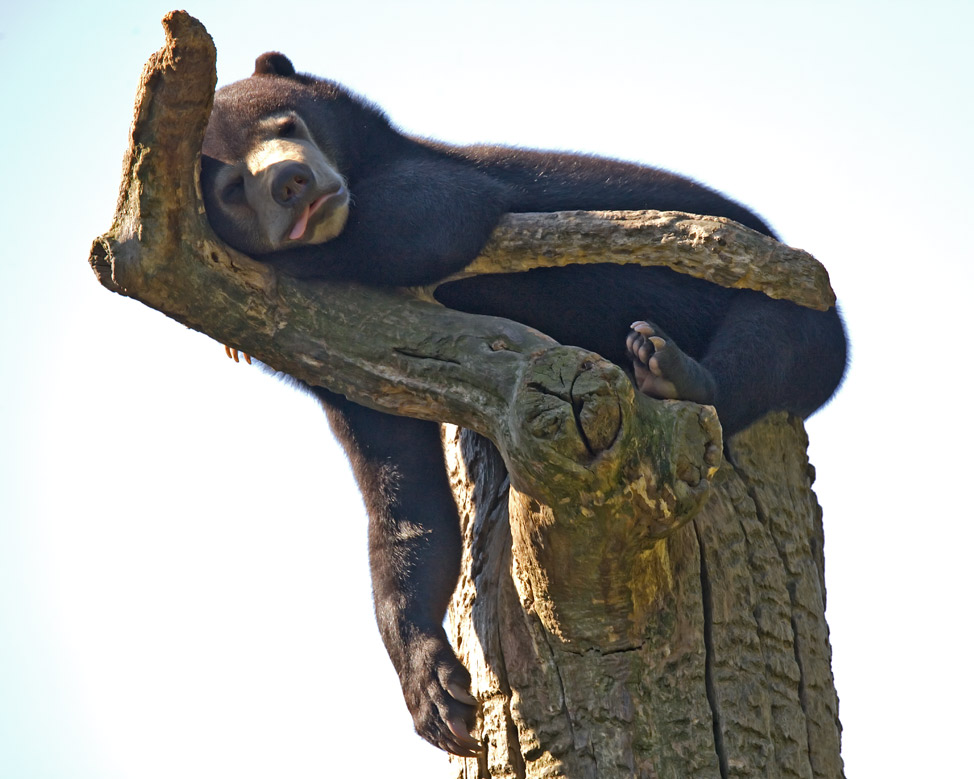 Ernst schläft auf seinem Baum - Malaienbär im Berliner Zoo