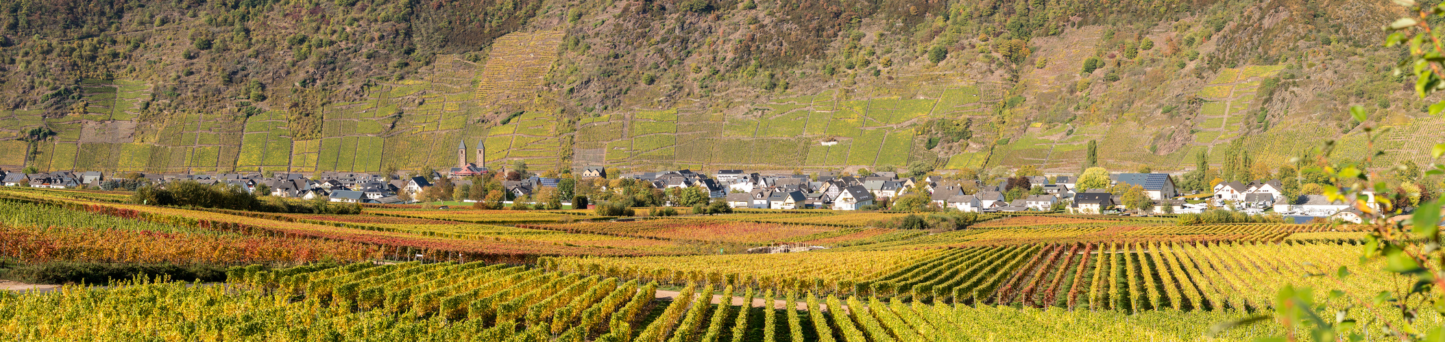 Ernst und Weinberge im Jahrhundert- Herbst 2018