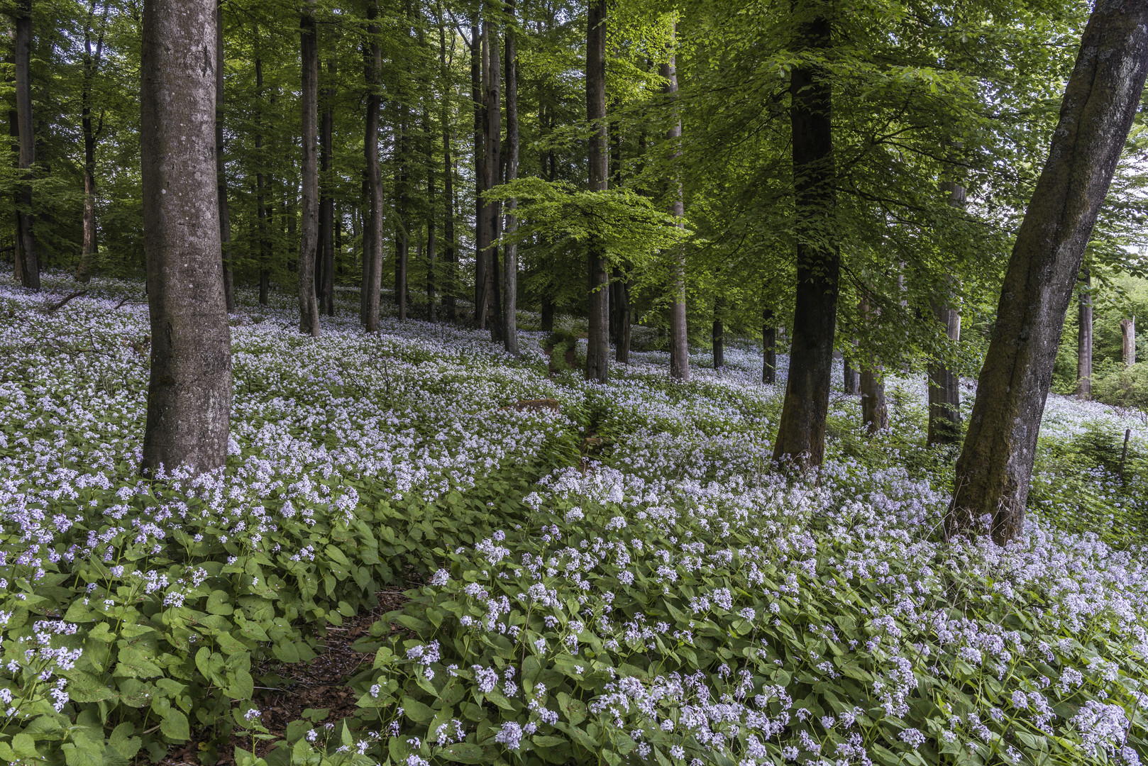 *Ernstberg @ Wald der Mondviolen*