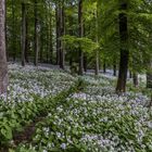 *Ernstberg @ Wald der Mondviolen*