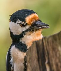 "ERNSTER BLICK" oder so