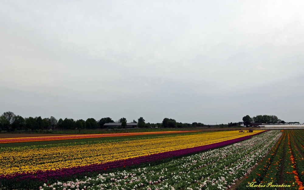 Ernte auf dem Tulpenfeld