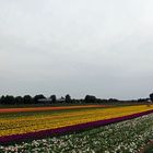 Ernte auf dem Tulpenfeld