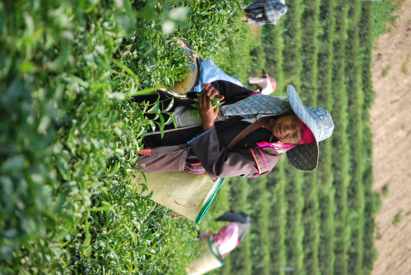 Ernte auf der Teeplantage