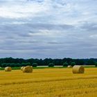 Ernte-hat-begonnen