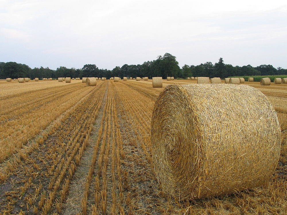 Ernte I: Strohballen