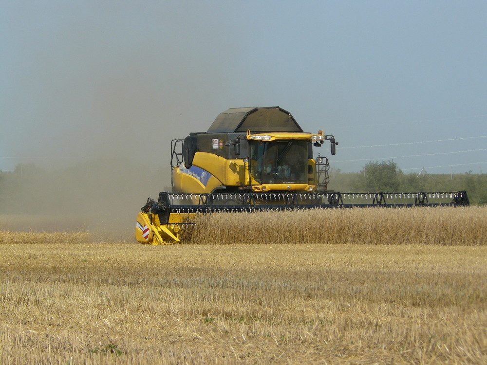 Ernte im August in Lohne