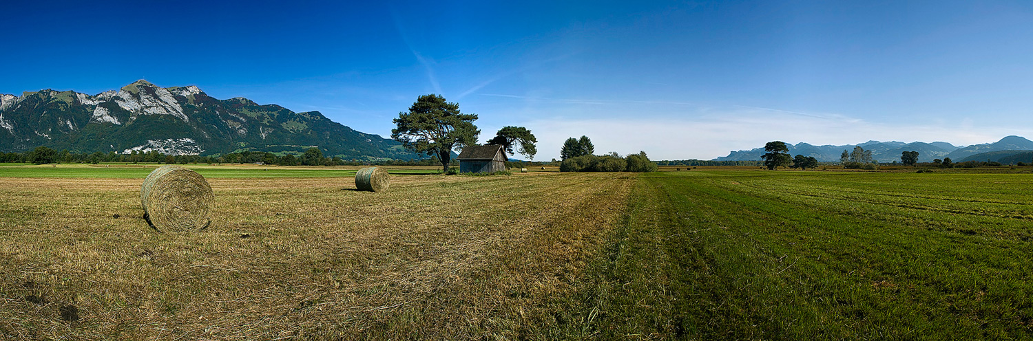 Ernte im Riet