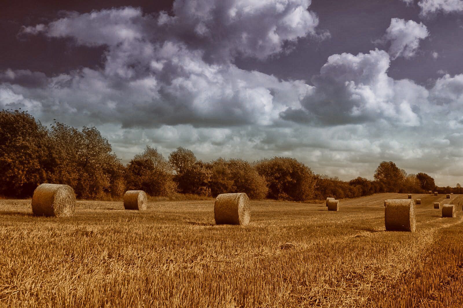 Ernte im Spätsommer 