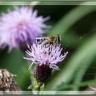 Ernte im Spätsommer