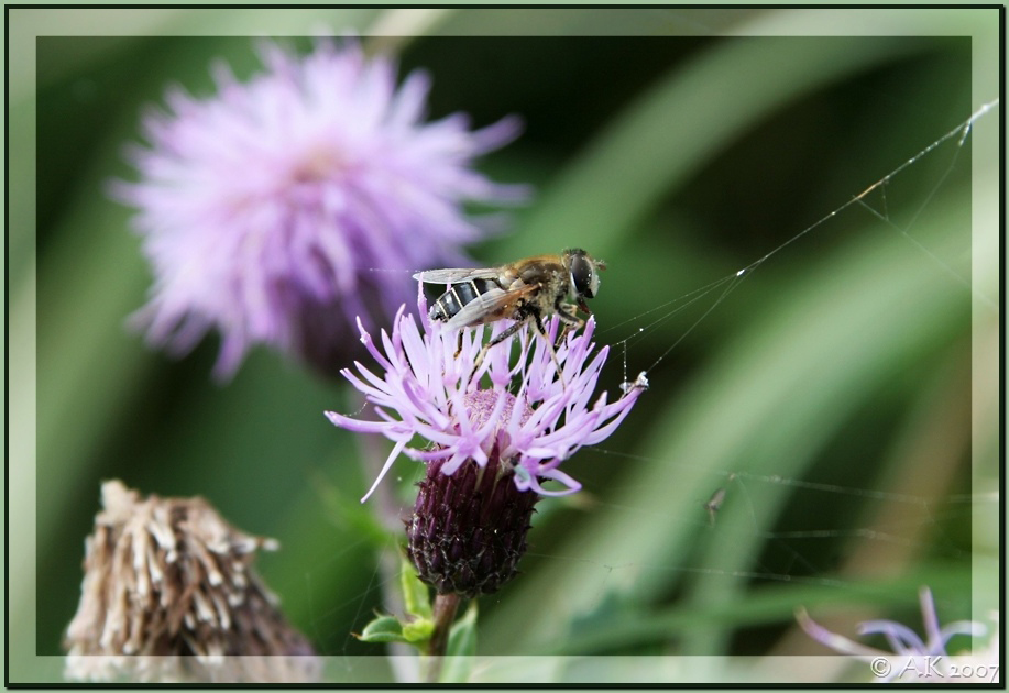 Ernte im Spätsommer