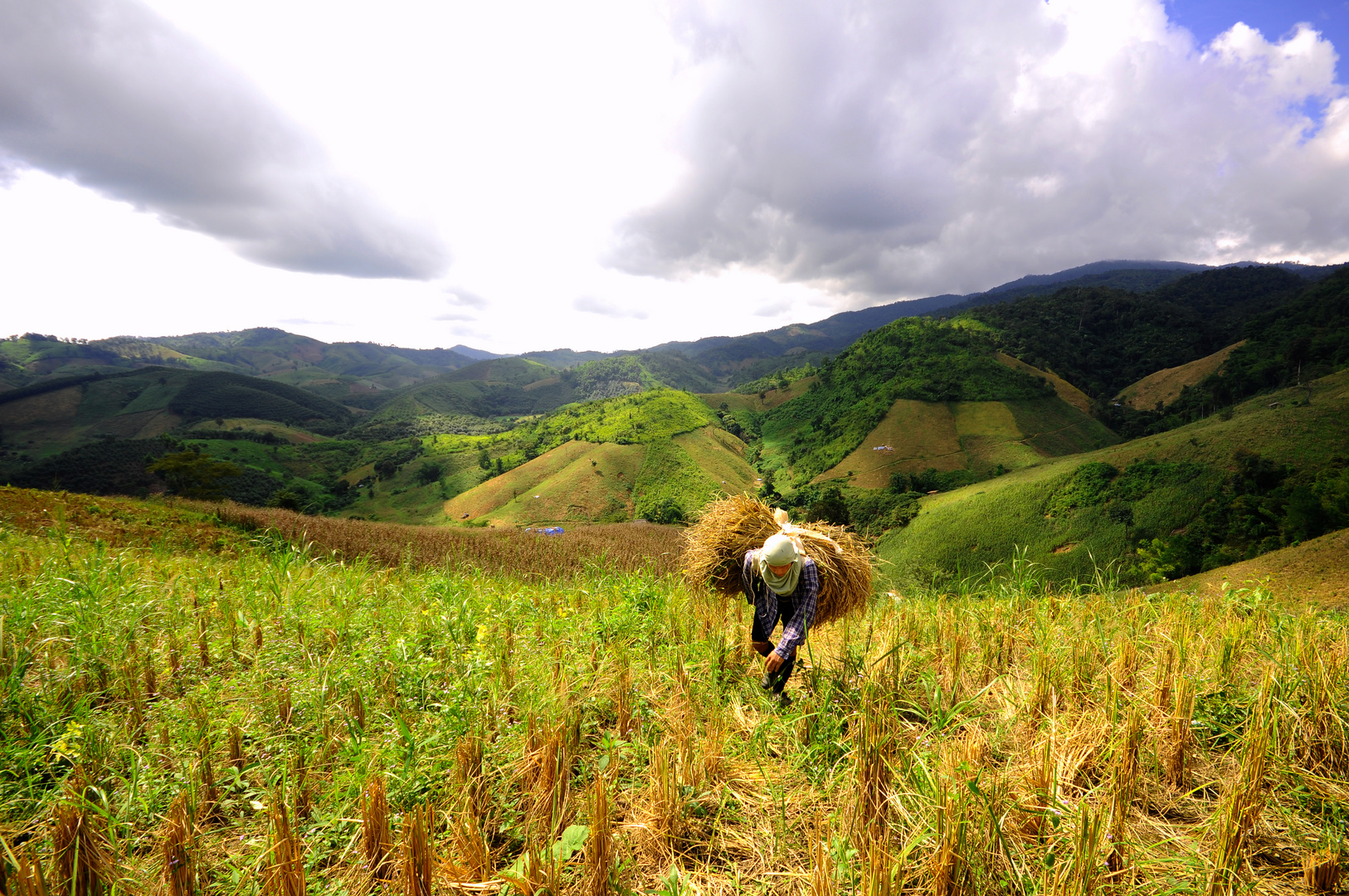 Ernte in Chiang Khong