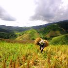 Ernte in Chiang Khong