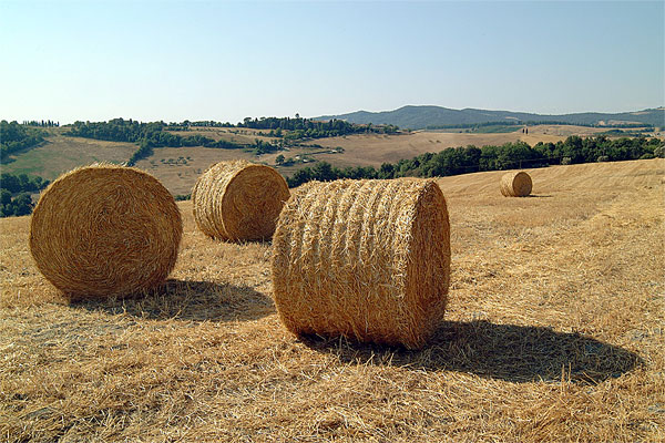 Ernte in der Toskana