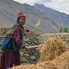 Ernte in Pidmo, Zanskar