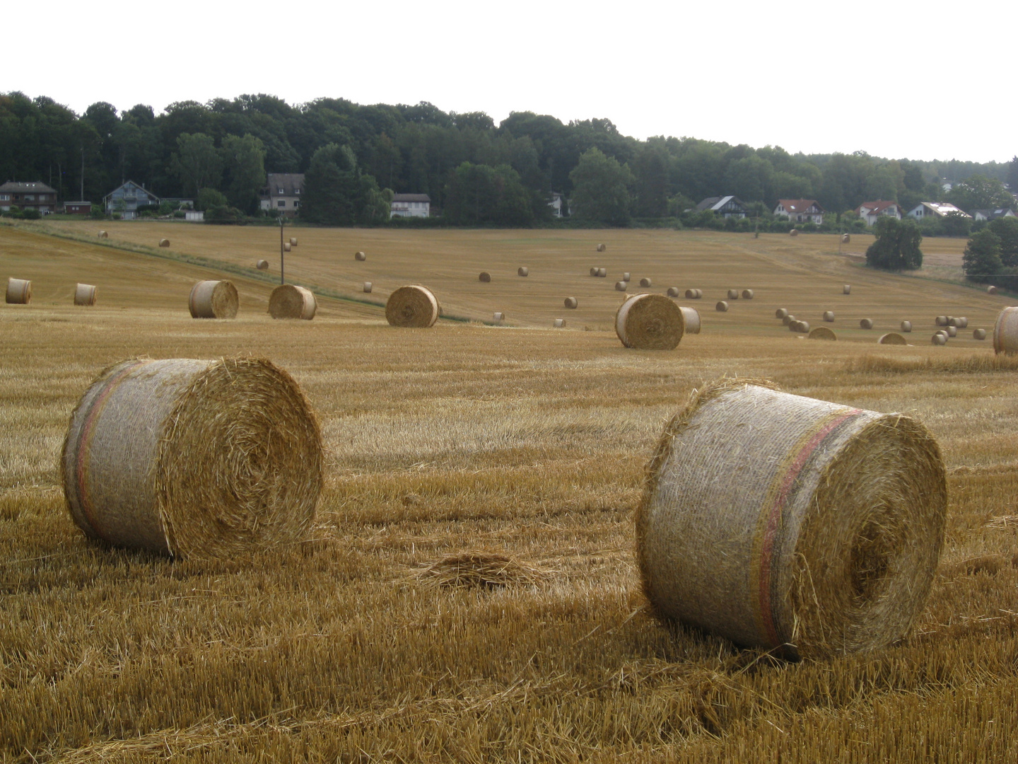 Ernte Kassel-Hasenhecke 2015 | 1