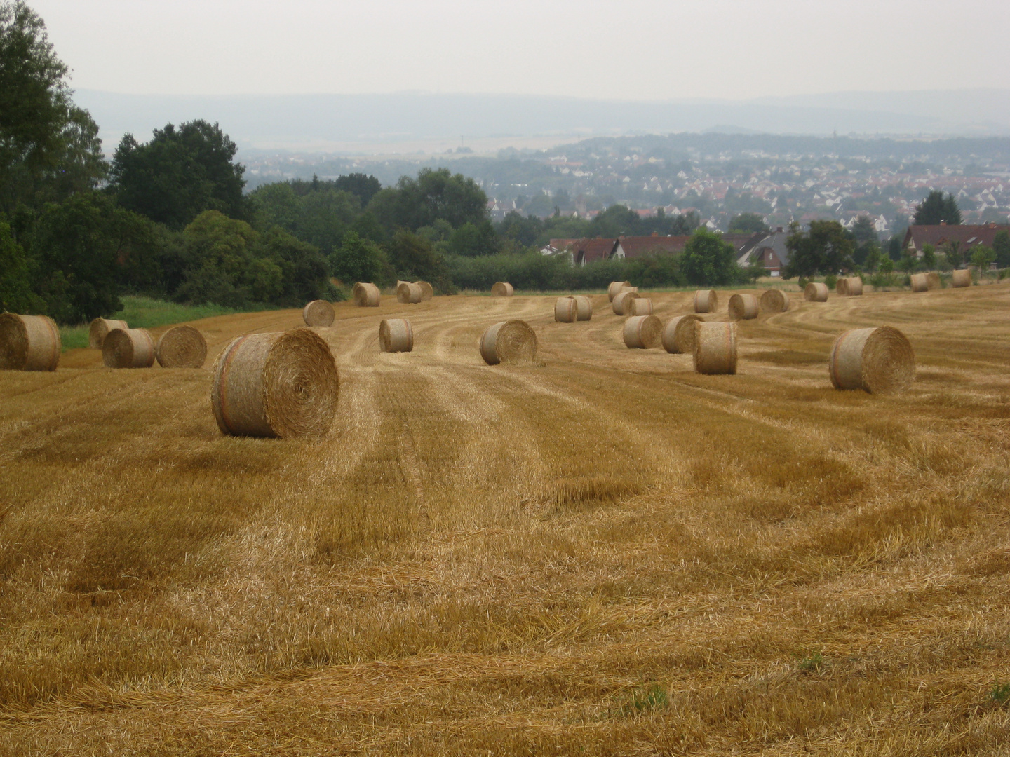 Ernte Kassel-Hasenhecke 2015 | 2