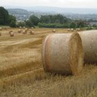 Ernte Kassel-Hasenhecke 2015 | 3