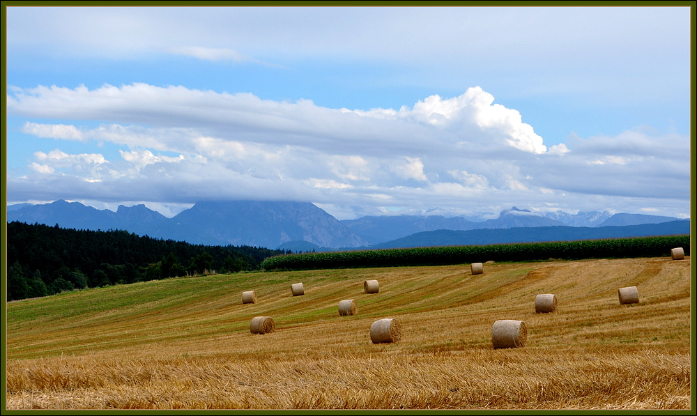 Ernte mit Traunstein " im Visier"