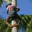 Ernte von Palmsaft