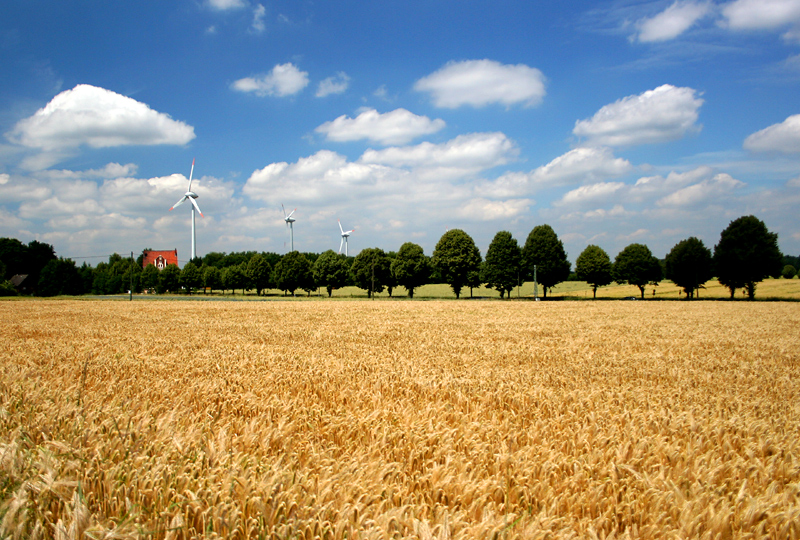 Ernte-Zeit