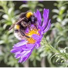 Erntebesuch auf einer Aster