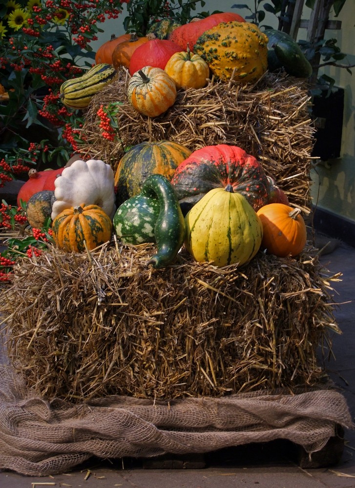 Erntedank im Palmengarten Frankfurt