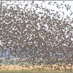 Erntedank... Starenschwarm *Sturnus vulgaris*