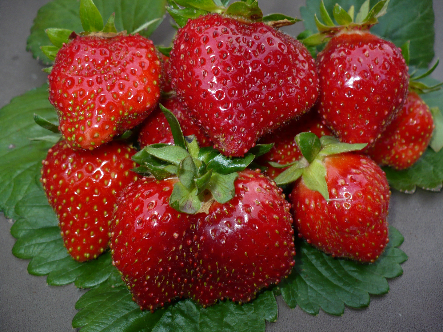 Erntefrische Erdbeeren