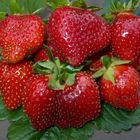 Erntefrische Erdbeeren