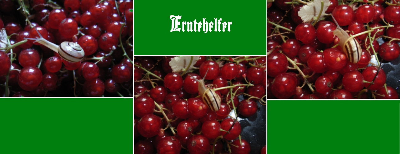 Erntehelfer