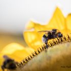 Erntehelfer im Einsatz...