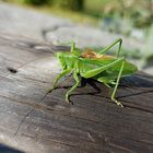 Erntehelfer - oder gefräsiger unerwünschter Gast 