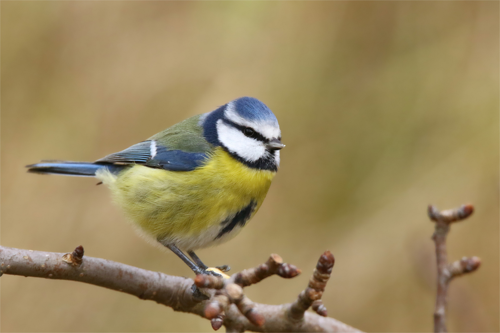 Erntenachleser - Blaumeise (Cyanistes caeruleus, Syn.: Parus caeruleus) am Maisfeld 