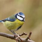 Erntenachleser - Blaumeise (Cyanistes caeruleus, Syn.: Parus caeruleus) am Maisfeld 