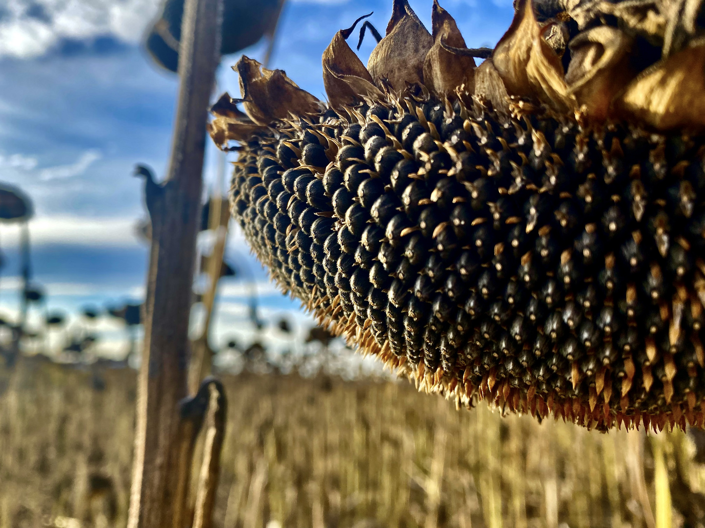 Erntereif - Sonnenblumen