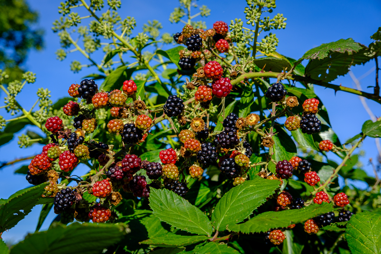 Erntereife Brombeeren