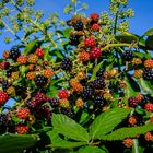 Erntereife Brombeeren