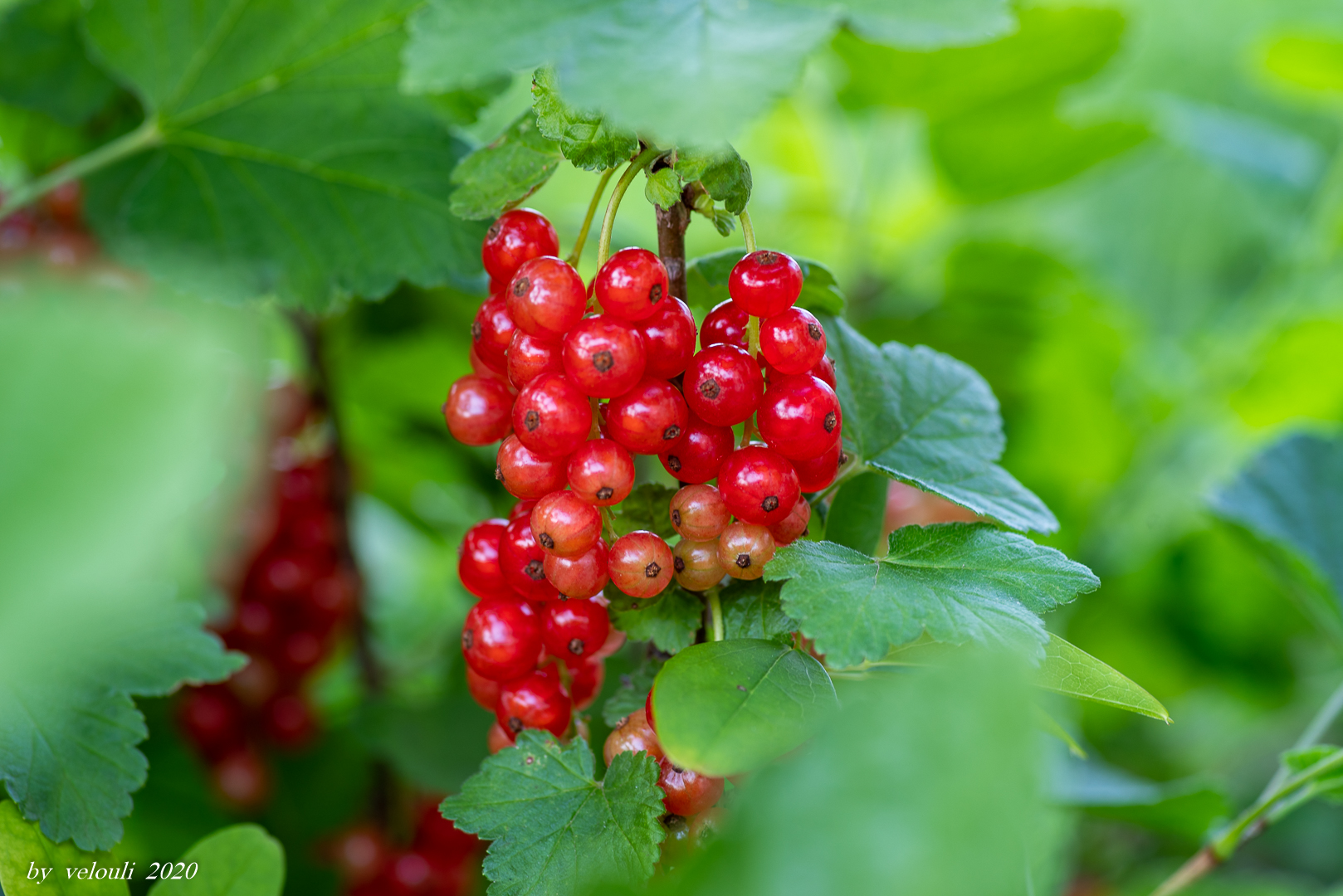 erntereife Johannisbeeren Foto & Bild makro, natur, pflanzen Bilder
