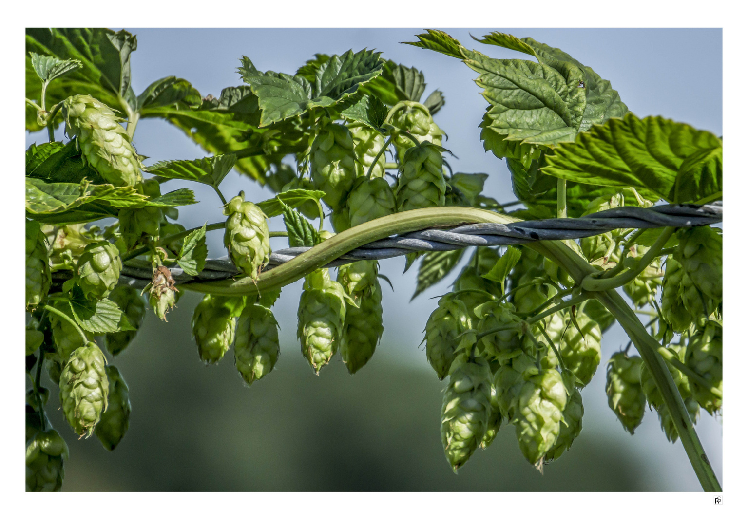 erntereifer Hopfen