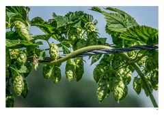 erntereifer Hopfen