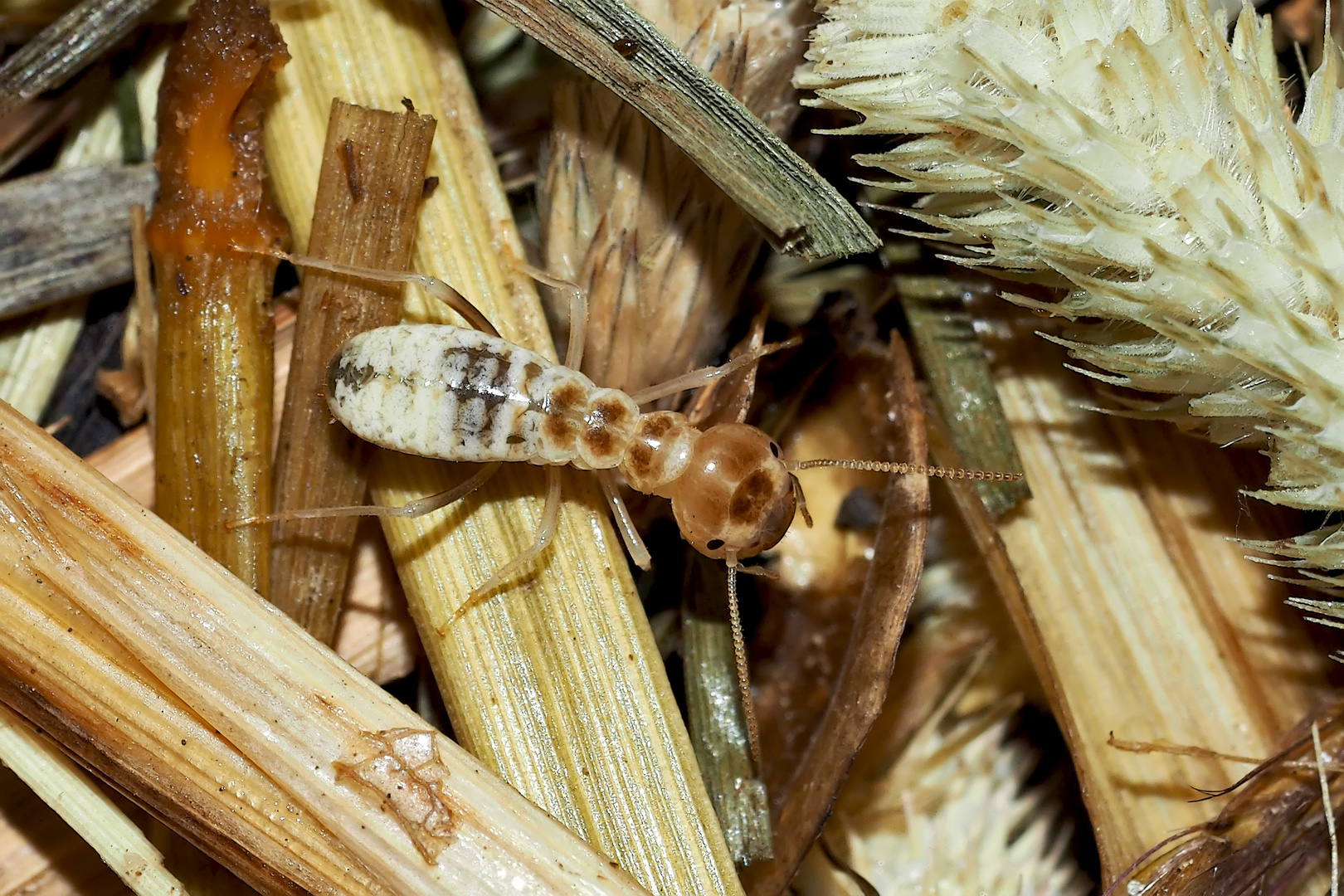 Erntetermite nach dem Häutungsprozess.* (3) - Grand Termite moissonneur.